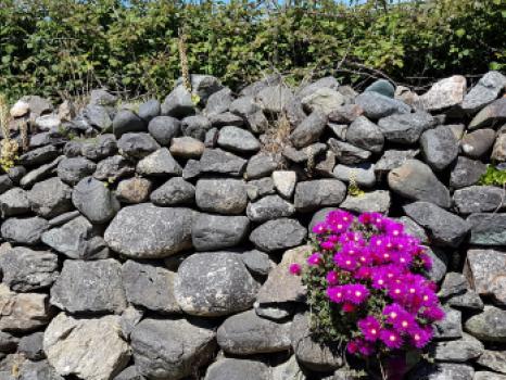 Flowers beside a welsh wall