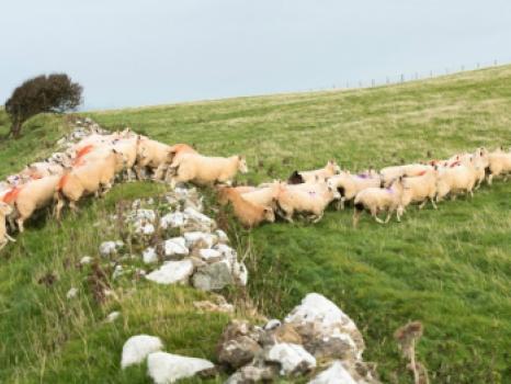 Sheep crossing!