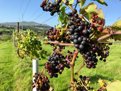 Grapes on the vine at Pant Du