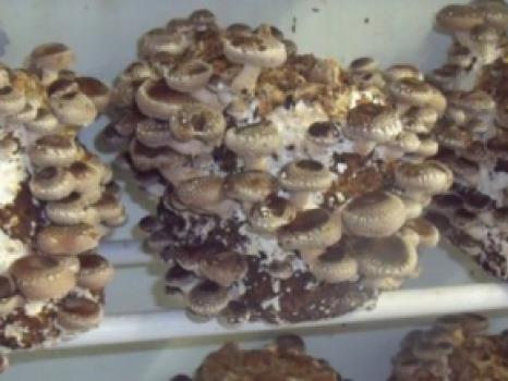 Artisanal mushrooms
