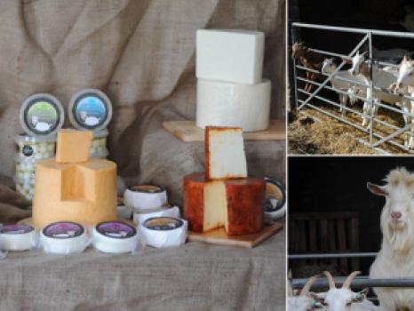 Cheese made at Y Cwt Caws