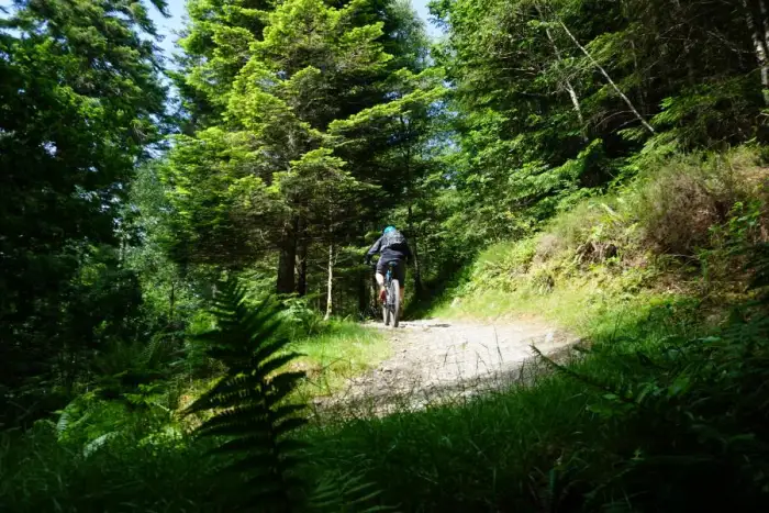 Mountain bike trails at Coed y Brenin