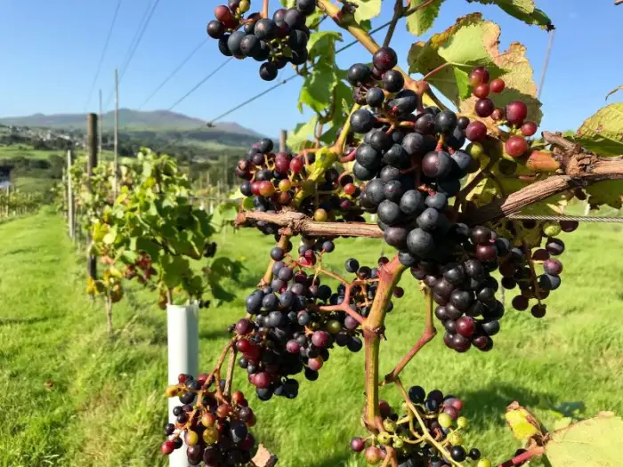 Pant Du Vineyard