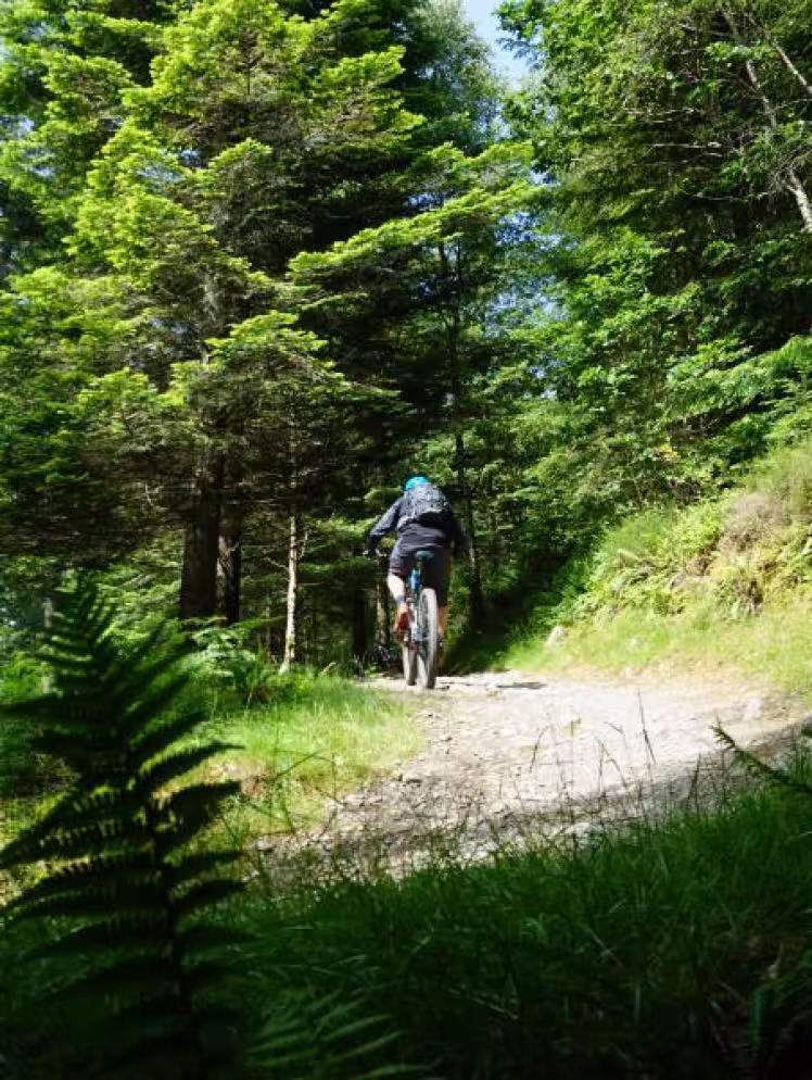 Mountain bike trails at Coed y Brenin
