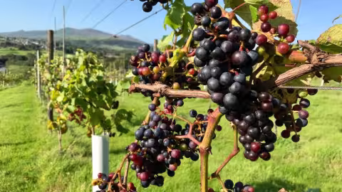 Pant Du Vineyard