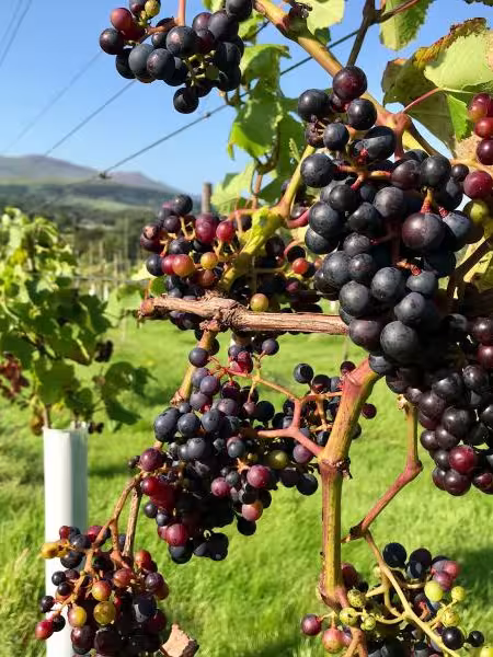 Pant Du Vineyard
