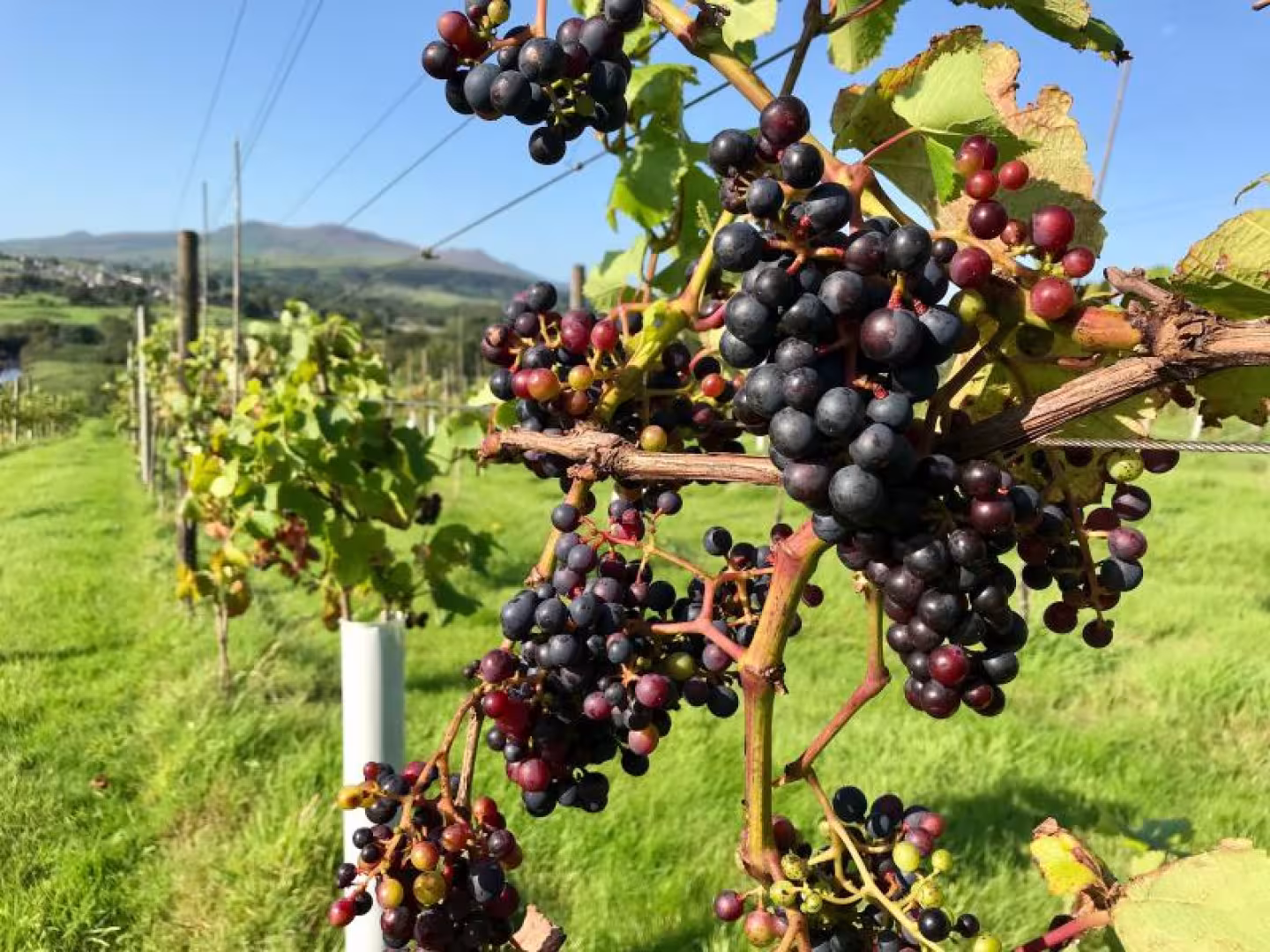 Pant Du Vineyard