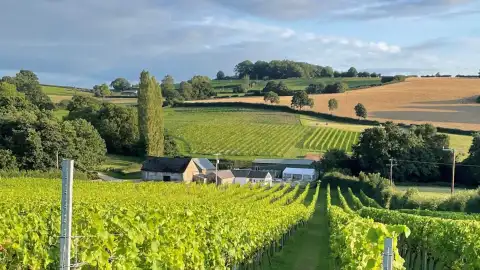Welsh Vineyard