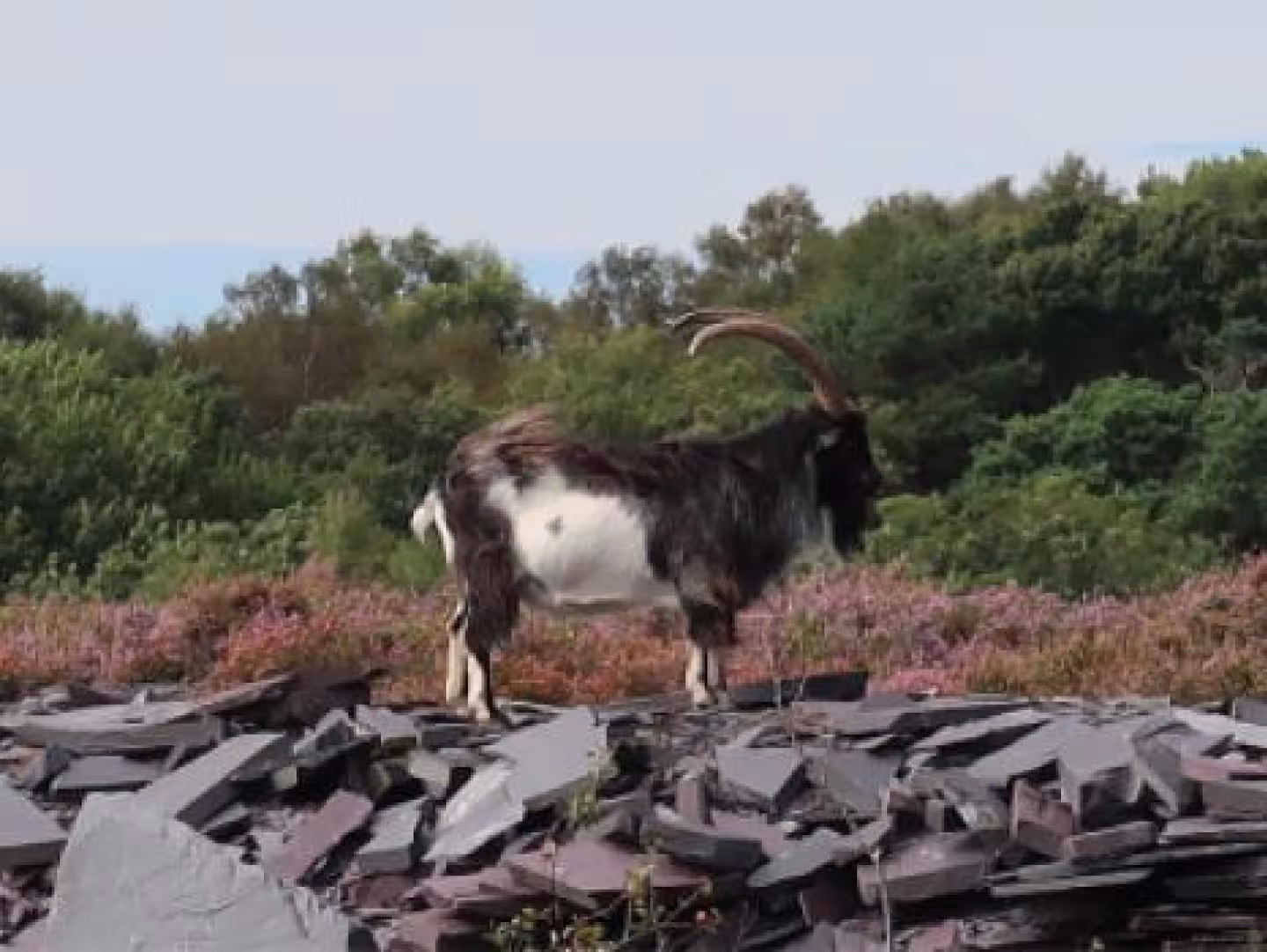 A mountain goat of North Wales