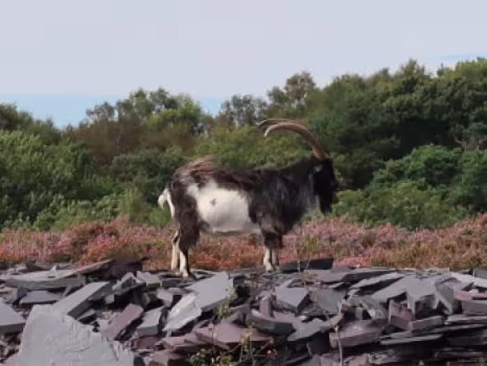 A mountain goat of North Wales