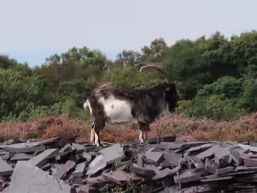 A mountain goat of North Wales