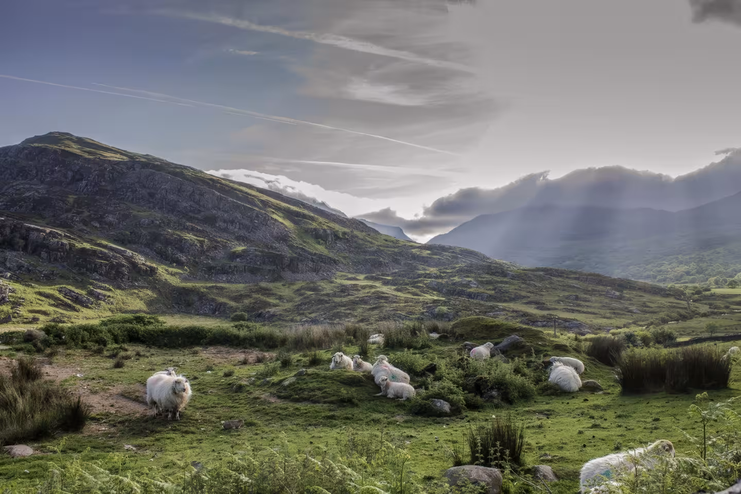 Welsh sheep on a beautiful day
