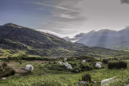 Welsh sheep on a beautiful day