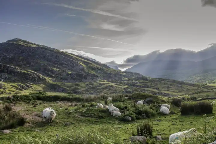 Welsh sheep on a beautiful day