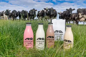 Llefrith Cybi (Plas Farm)