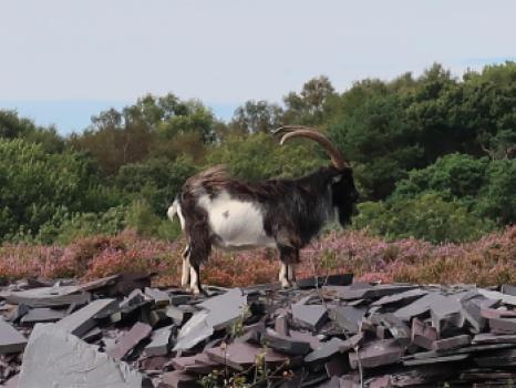 A mountain goat in Snowdonia