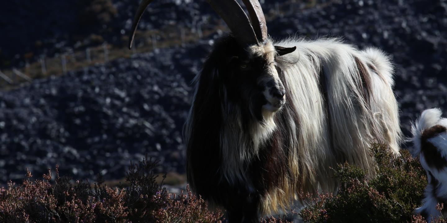 Snowdonia Mountain Goats